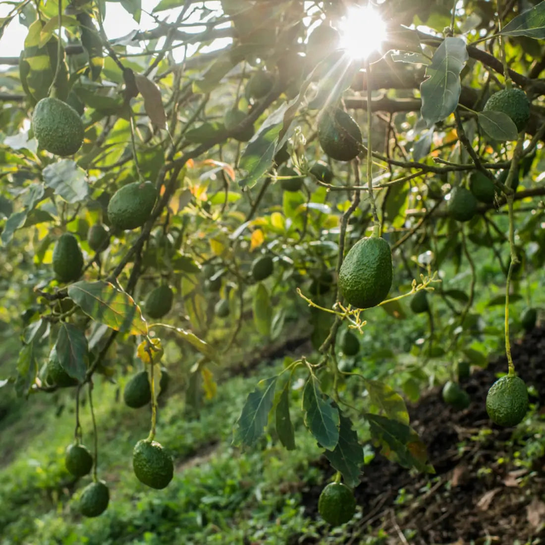 Hass Avocado Tree 15 Gallon