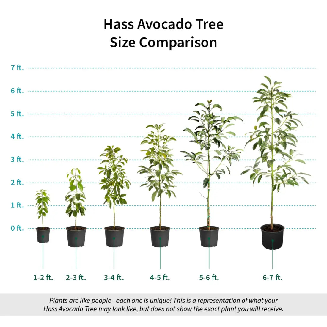 Hass Avocado Tree Size Comparison