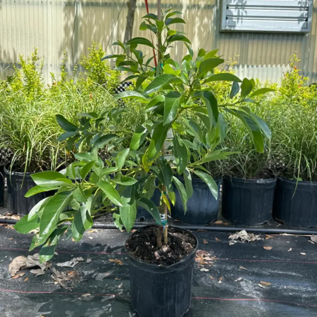 Aguacate Tree For Sale