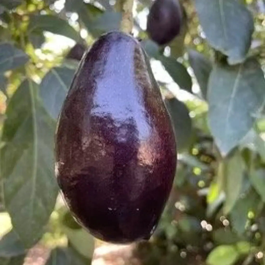 Mexicola Avocado