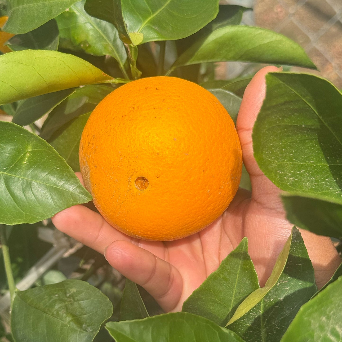 Navel Orange Close Up