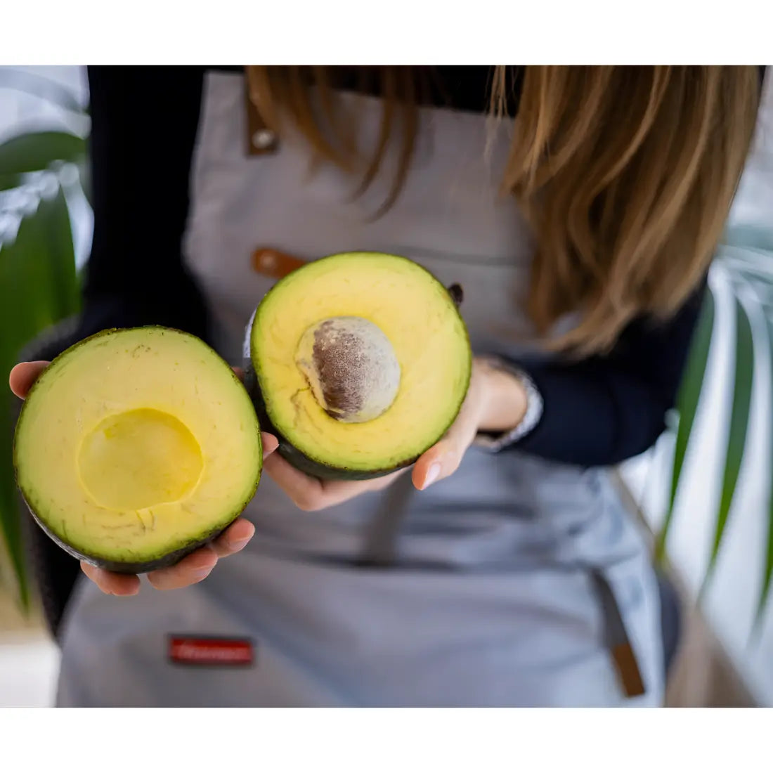 Reed Avocado Tree 36 Gallon