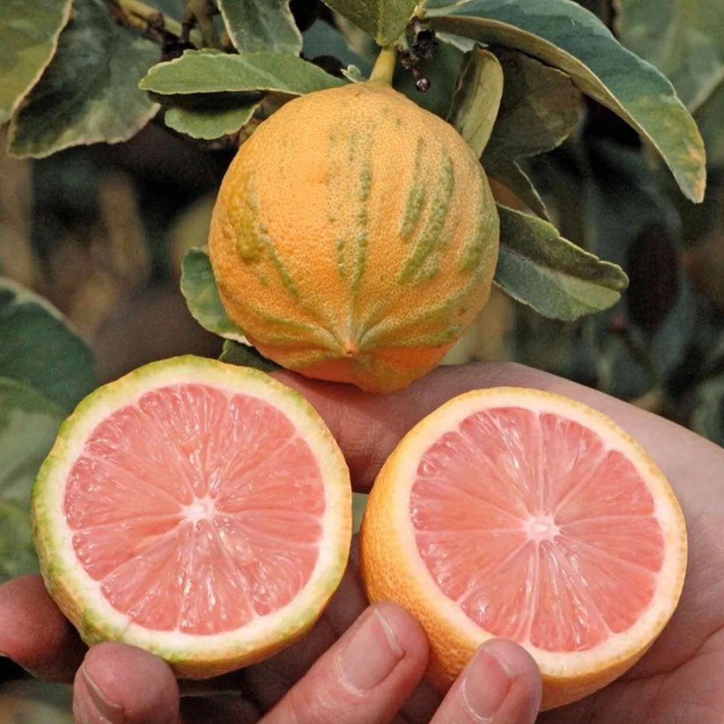 Variegate Pink Lemon Close Up