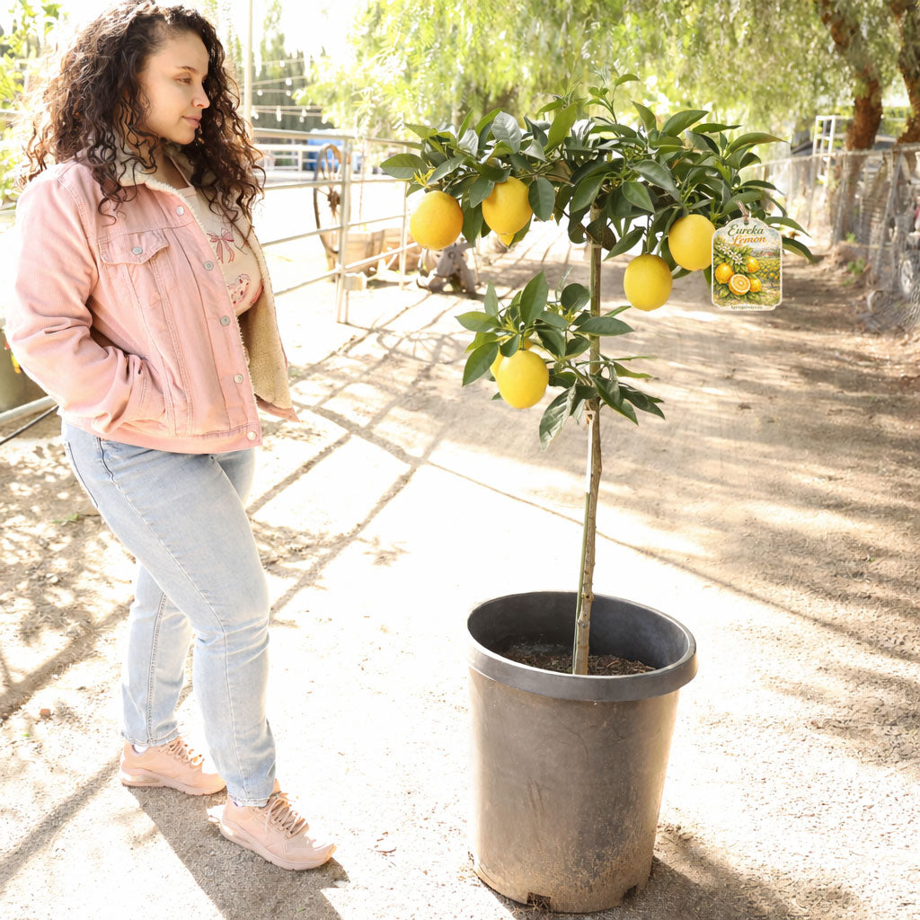 Eureka Lemon Tree For Sale–Southern Cali Delivery- 5 Gallon
