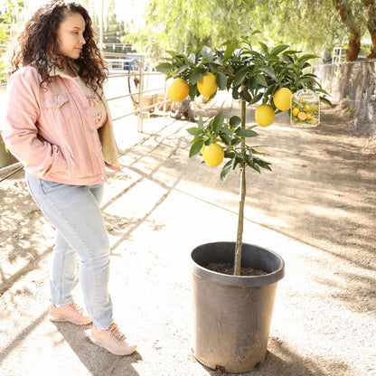 Eureka Lemon Tree For Sale–Southern Cali Delivery- 5 Gallon
