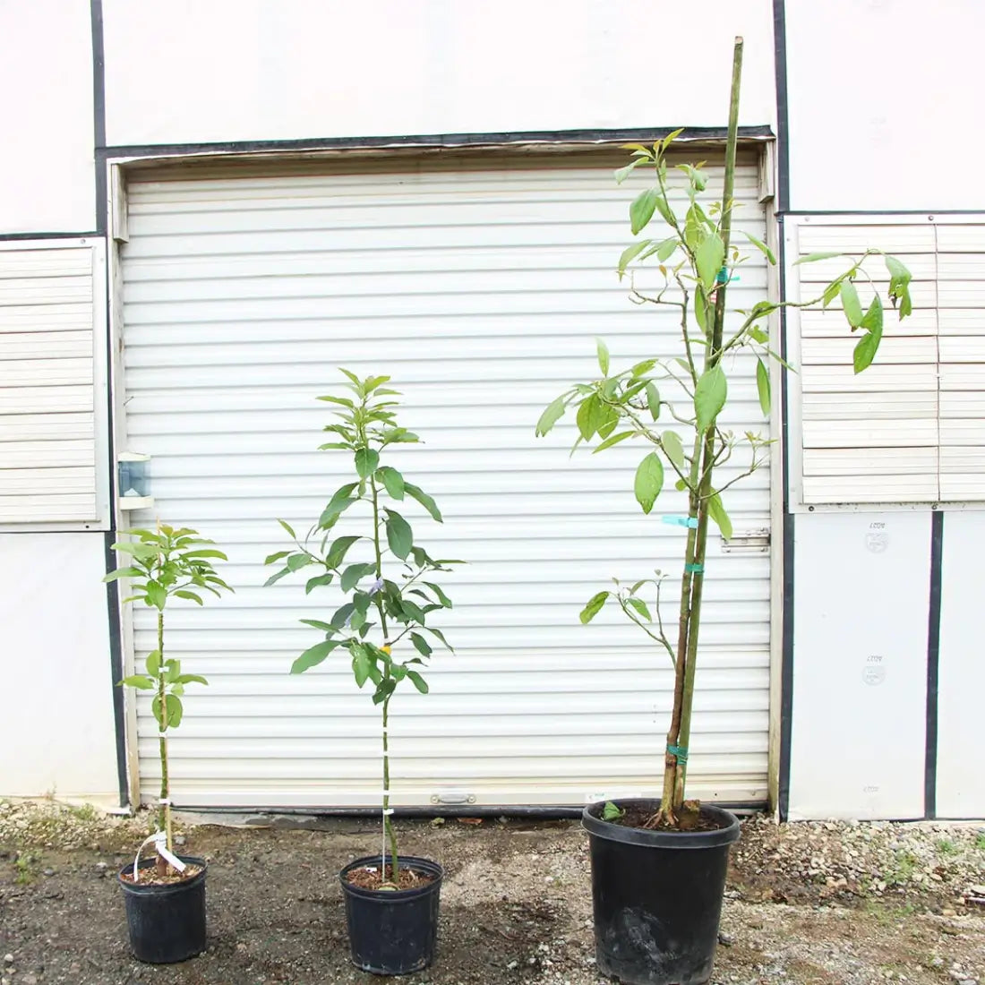 Avocado Trees