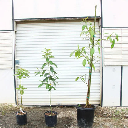 Avocado Trees