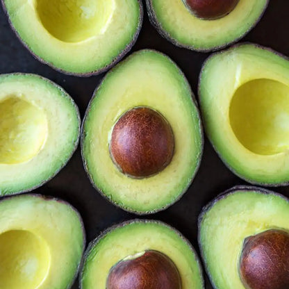 Bacon Avocado Tree 15 Gallon