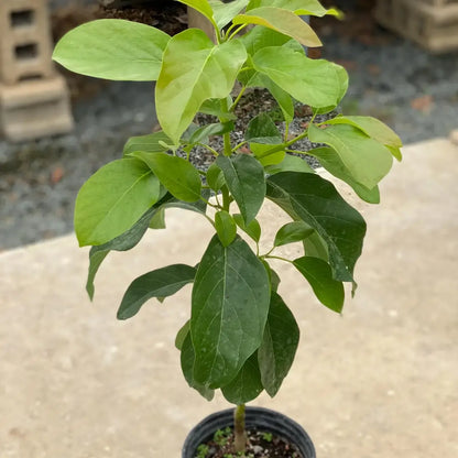 Bacon Avocado Tree 5 Gallon