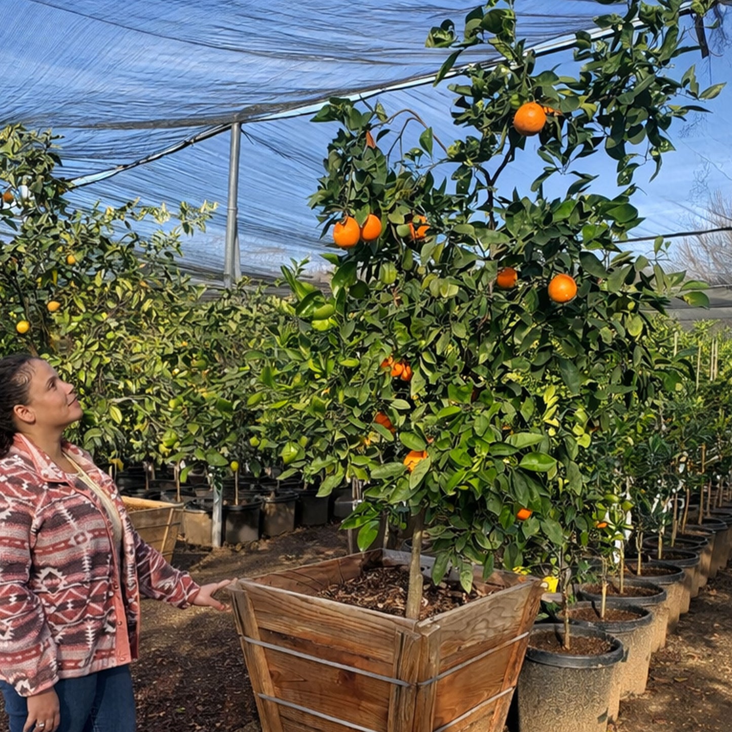 Cara Cara Orange Tree For Sale