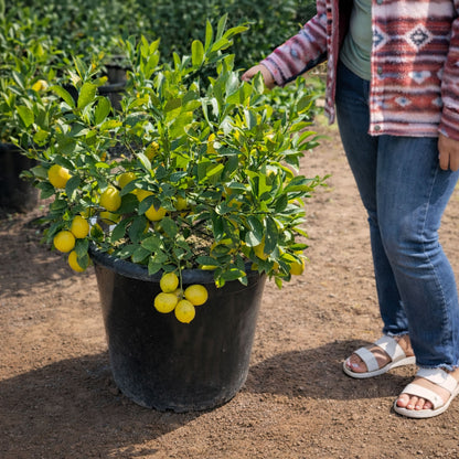 Dwarf Meyer Lemon Tree For Sale– 15, 24 Gallon- Dwarf or Semi Dwarf
