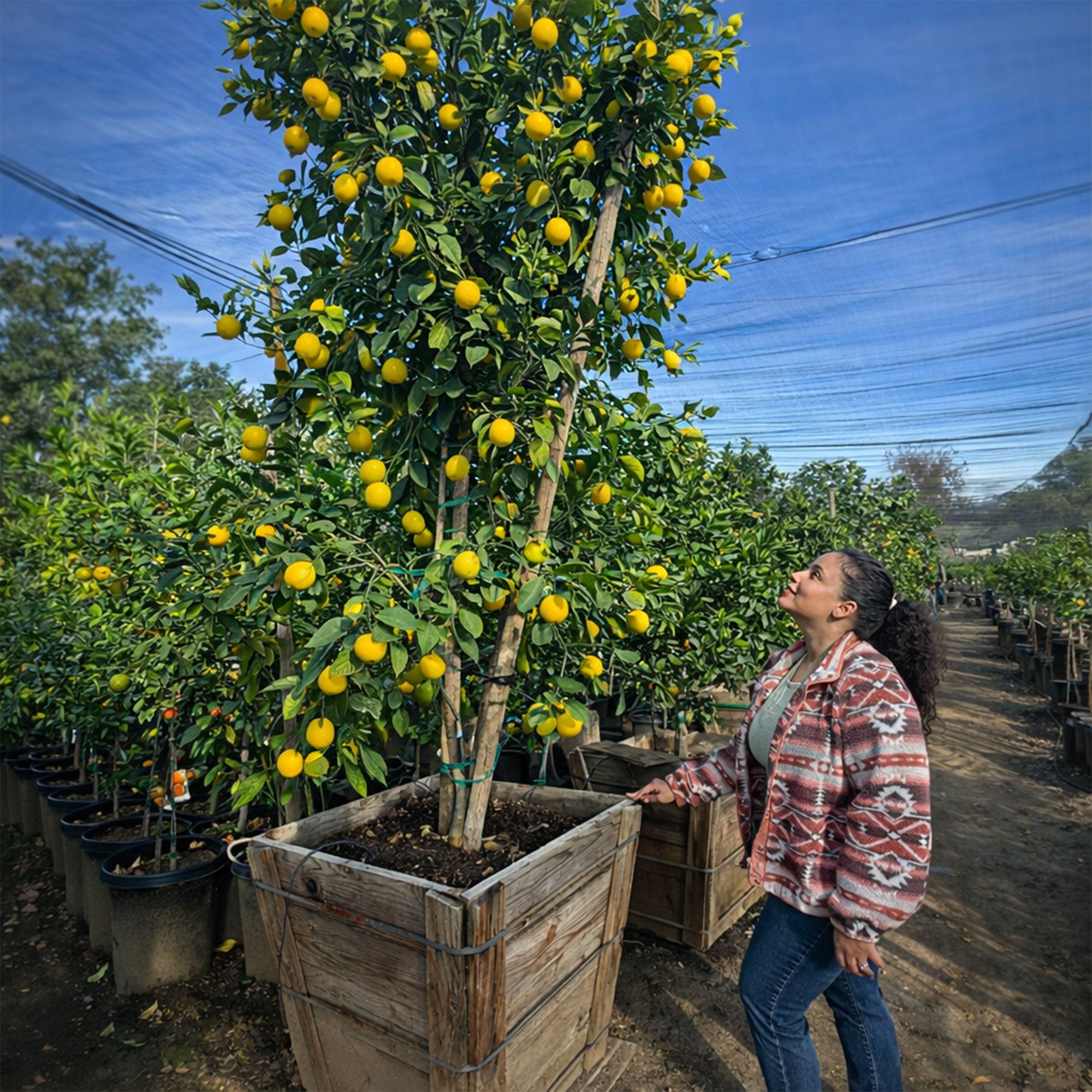 Euerka Lemon Tree For Sale–Southern Cali Delivery- 15, 24, 36 Gallon ...