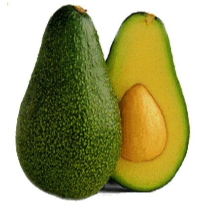 Fuerte Avocado Tree 24 Gallon