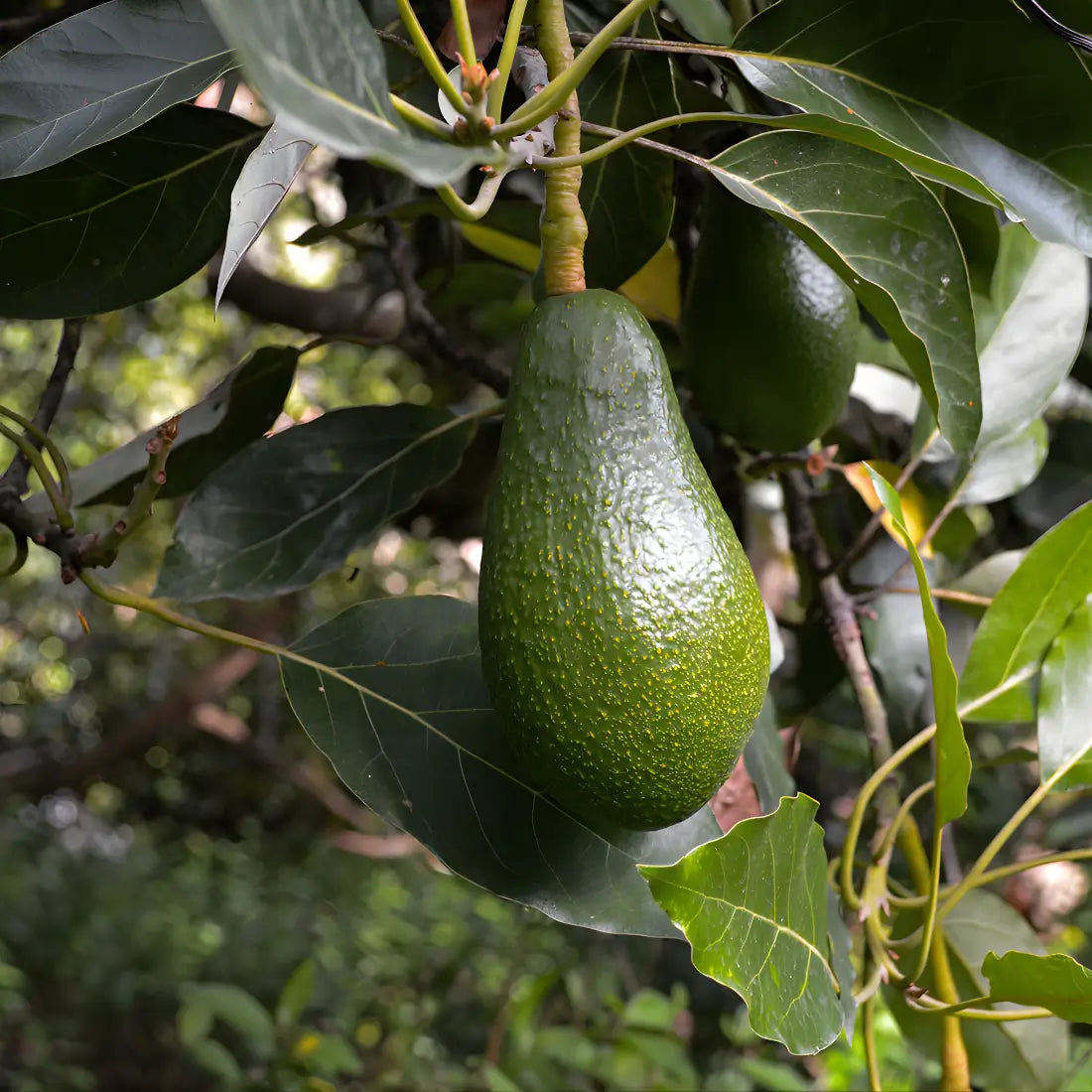 Fuerte Avocado Tree