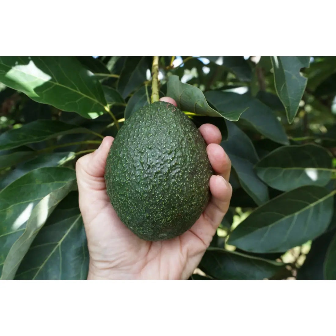 GEM Avocado Tree