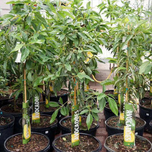 Hass Avocado Tree
