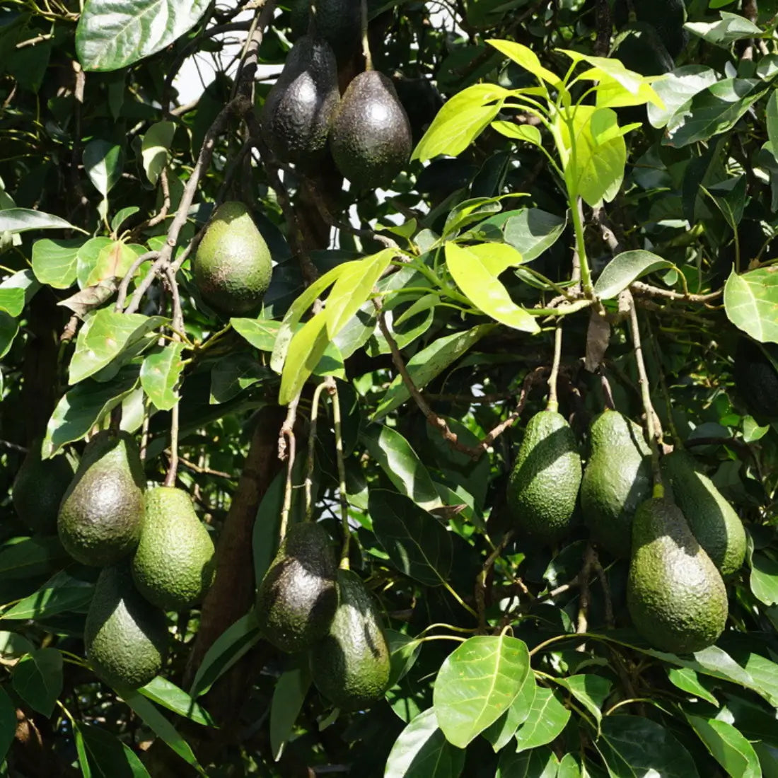 Lamb Hass Avocado Tree For Sale – Spring Always