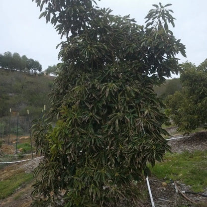 Lamb Hass Avocado Tree