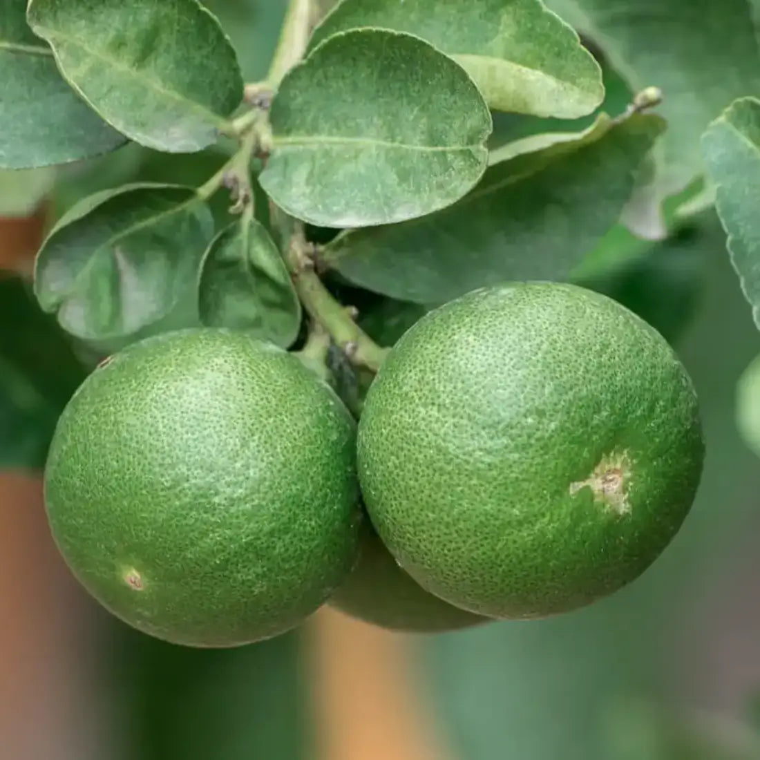 Mexican Lime Tree