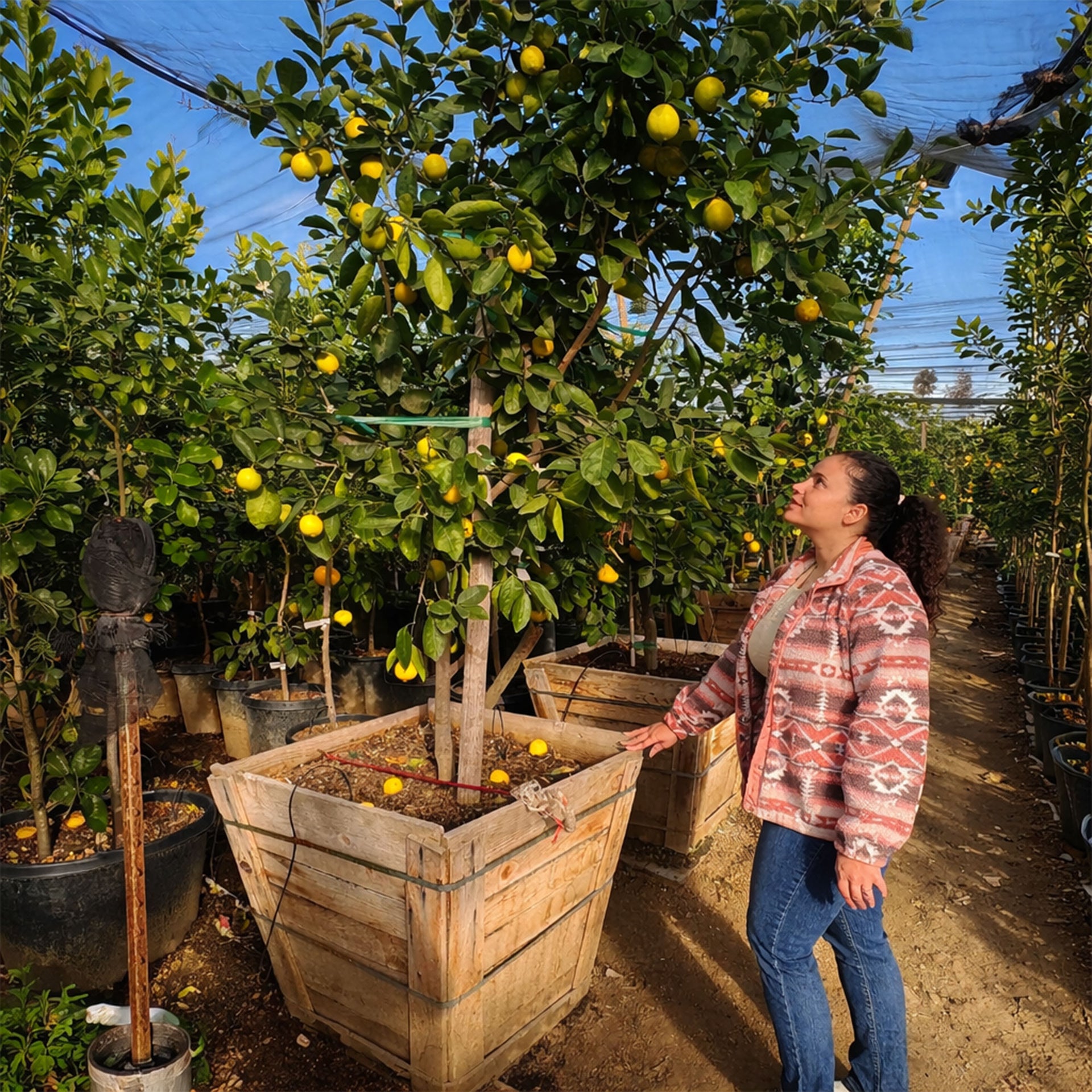 Meyer Lemon Tree For Sale–Southern Cali Delivery- 15, 24, 36 Gallon