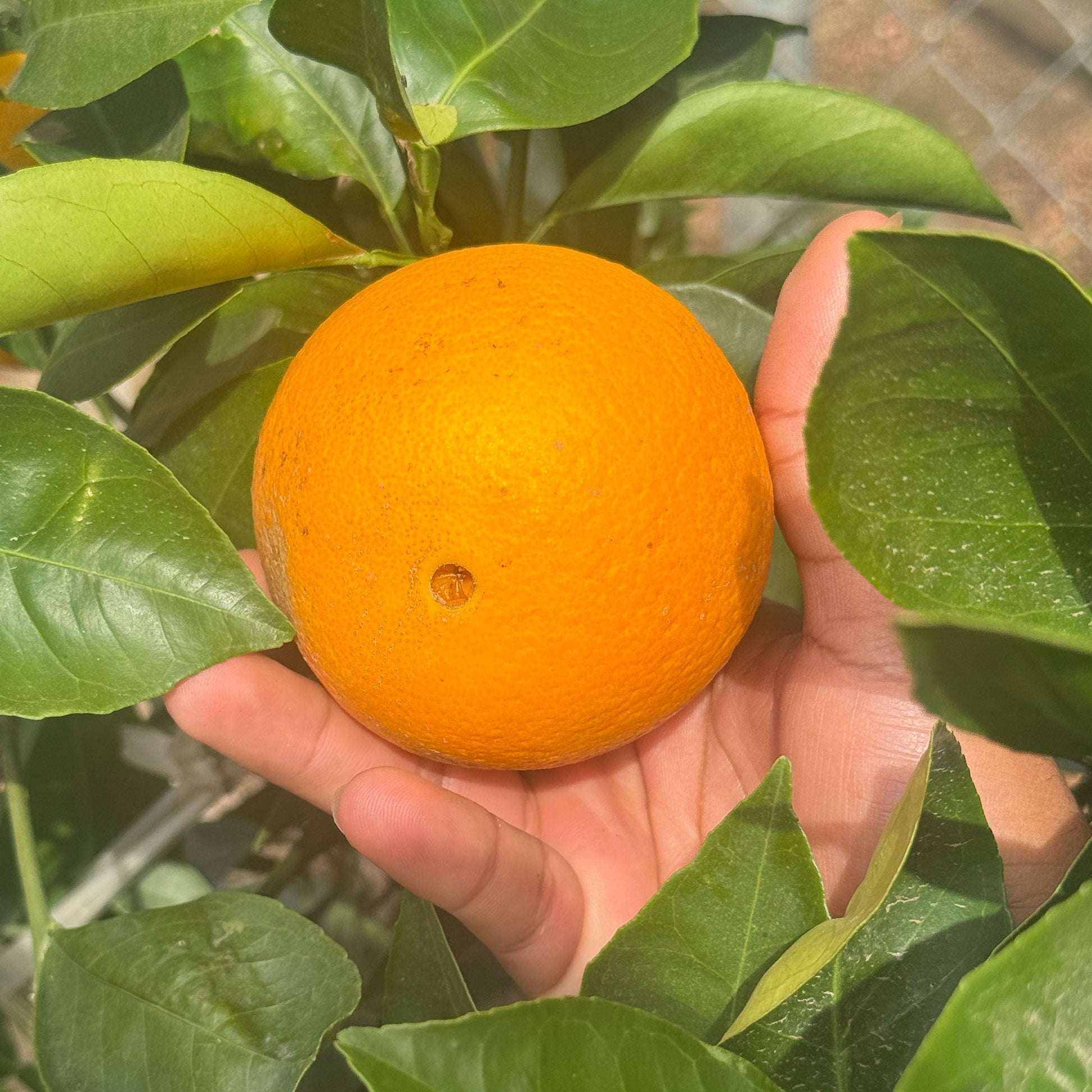 Navel Orange Close Up
