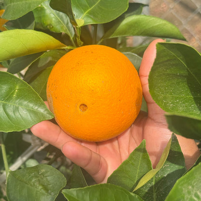 Navel Orange Close Up