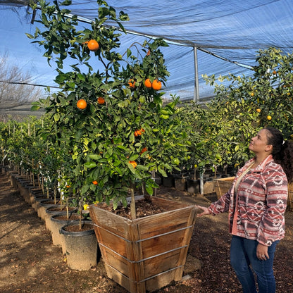 Navel Orange Tree For Sale