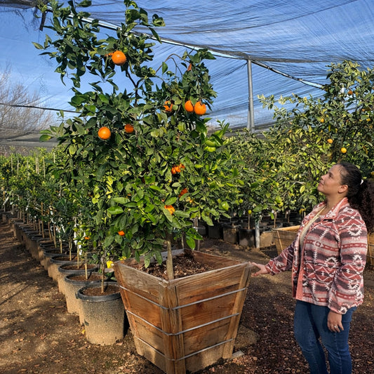 Navel Orange Tree For Sale