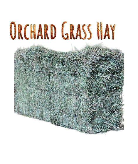 Orchard Grass Hay