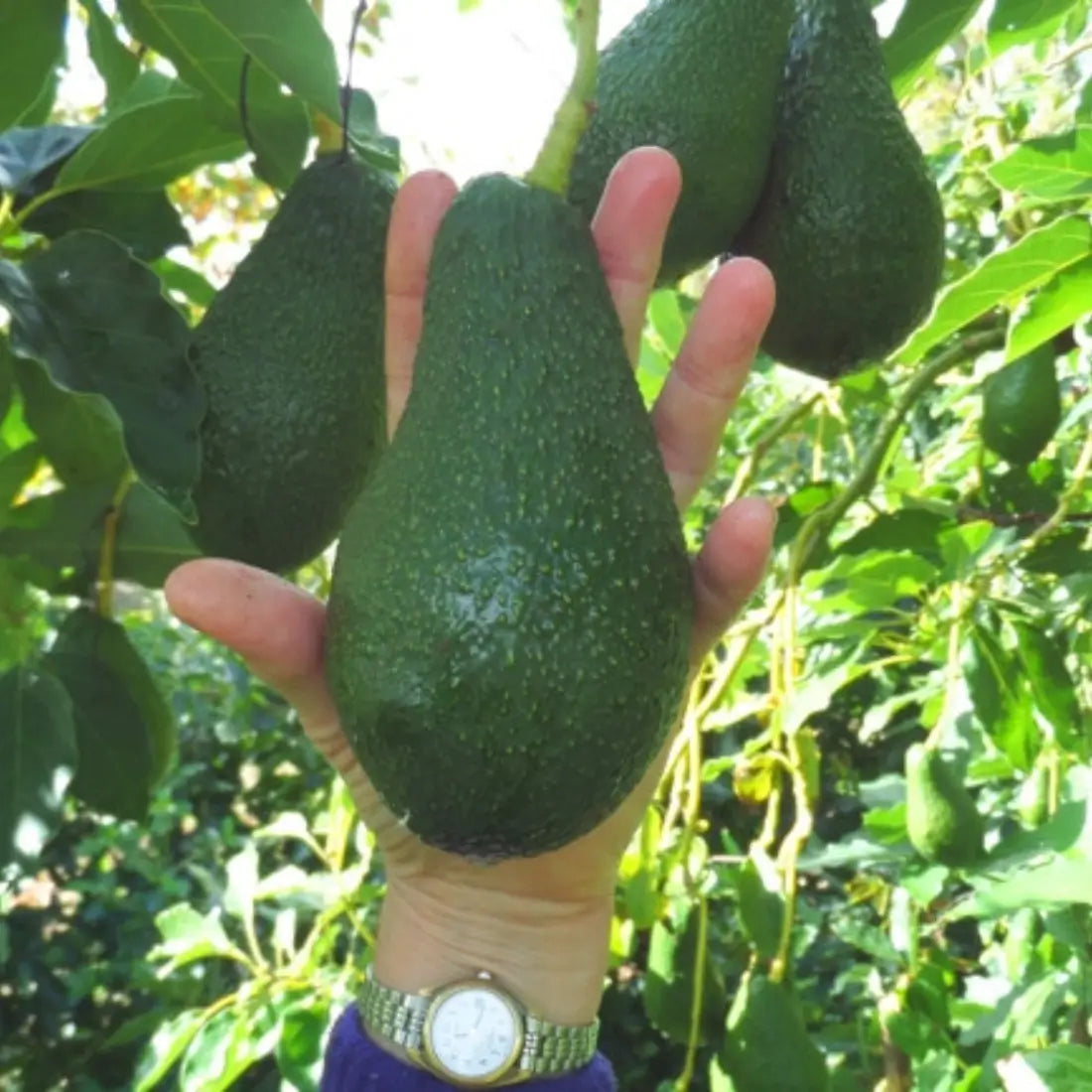 Pinkerton Avocado Tree For Sale