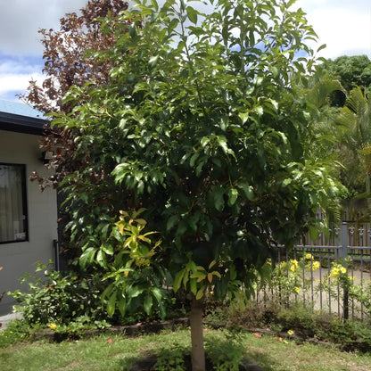 Reed Avocado Tree 15 Gallon